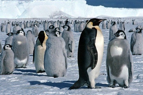 Strage pinguini in Antartide: uccisi decine di migliaia da un iceberg
