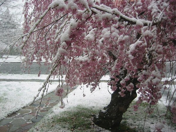Crescente rischio di estremizzazione climatica: l’Inverno in Primavera