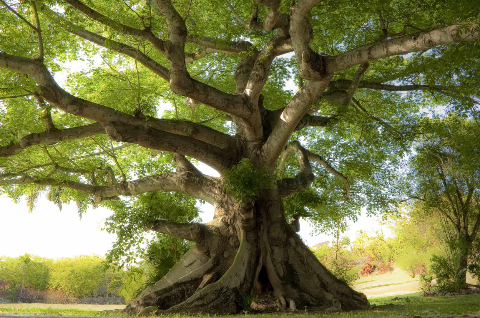 Capacità limitata della crescita degli alberi nel mitigare l’effetto serra globale 18 Capacità limitata della crescita degli alberi nel mitigare l’effetto serra globale