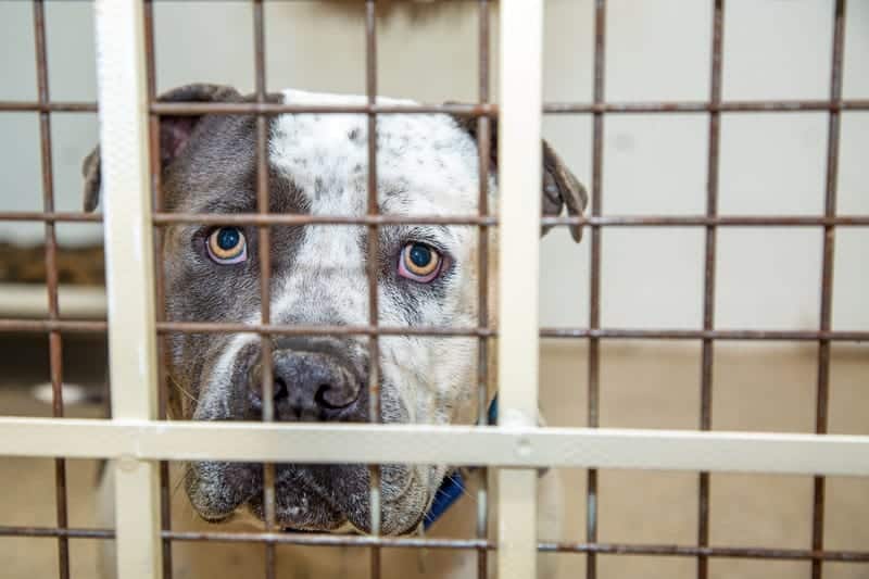 Uboldo organizza mercatini natalizi in canile per sostenere i cani abbandonati
