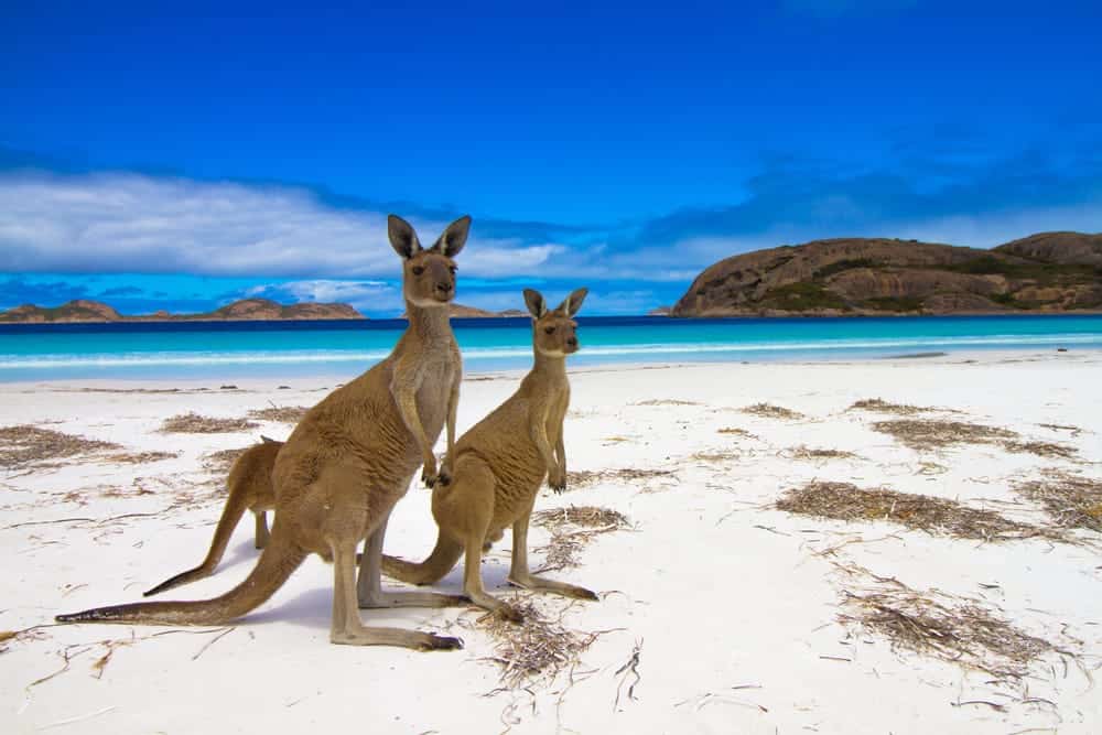 Viaggio di nozze in Australia, esclusive località da vedere