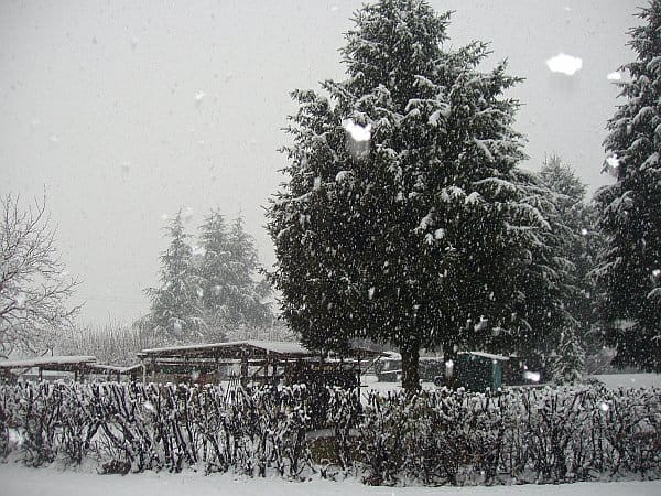 Neve o no in Val Padana? Il dilemma è ormai perpetuo. La neve a sorpresa 4 wapt image post 74
