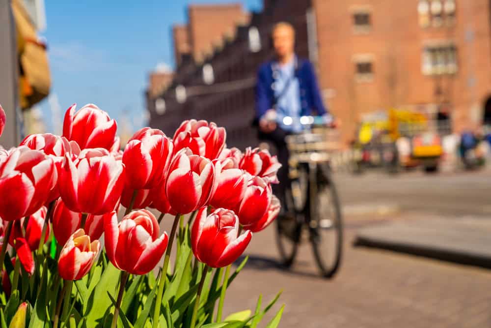 Olanda: la meraviglia della fioritura dei tulipani