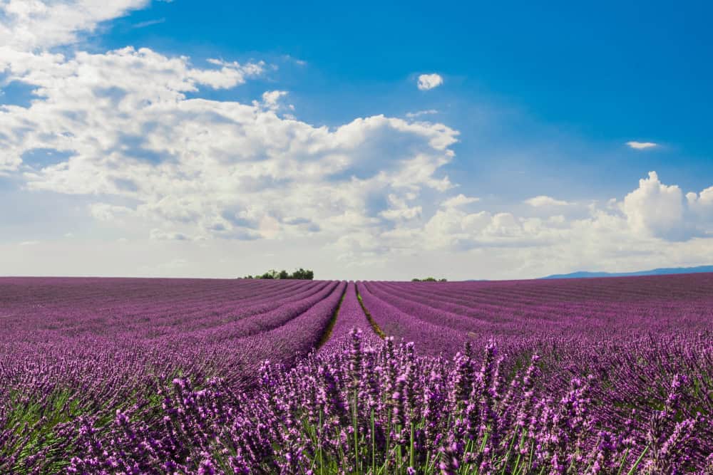 Dove ammirare in Europa le più belle fioriture di primavera 7 Dove ammirare in Europa le più belle fioriture di primavera