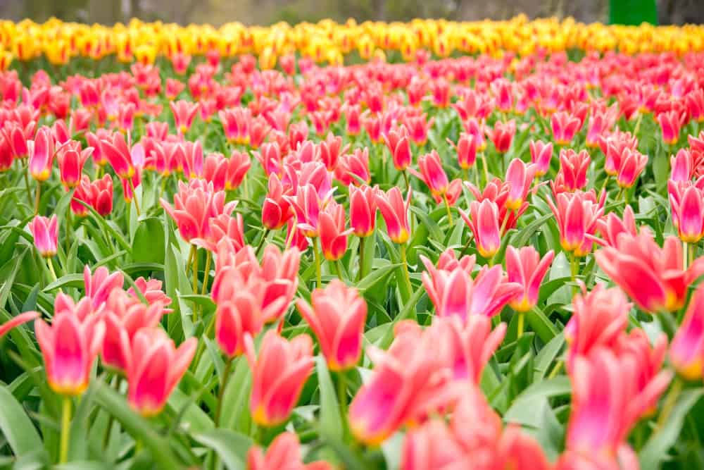 Fioritura dei tulipani: non occorre andare in Olanda, ecco dove vederla in Italia 22 Fioritura dei tulipani: non occorre andare in Olanda, ecco dove vederla in Italia