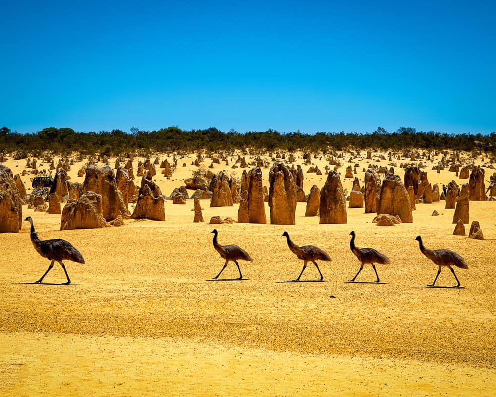 Uno dei paesaggi più incredibili al mondo: i pinnacles del deserto australiano 13 Uno dei paesaggi più incredibili al mondo: i pinnacles del deserto australiano