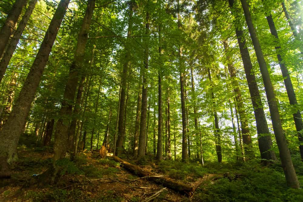 Riqualificazione ambientale: il ruolo cruciale della vegetazione autoctona nel ripristino degli habitat naturali 2 15058