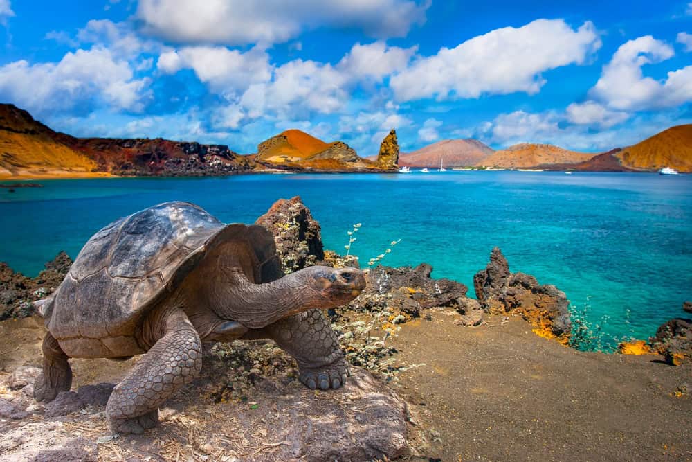 Galápagos: un paradiso di natura incontaminata e biodiversità unica 24 Galápagos: un paradiso di natura incontaminata e biodiversità unica