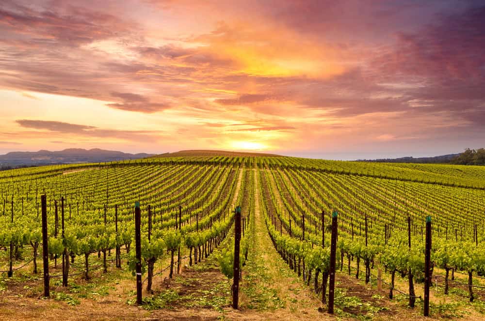 Napa Valley: alla scoperta della patria dei vini della California 2 napa valley california