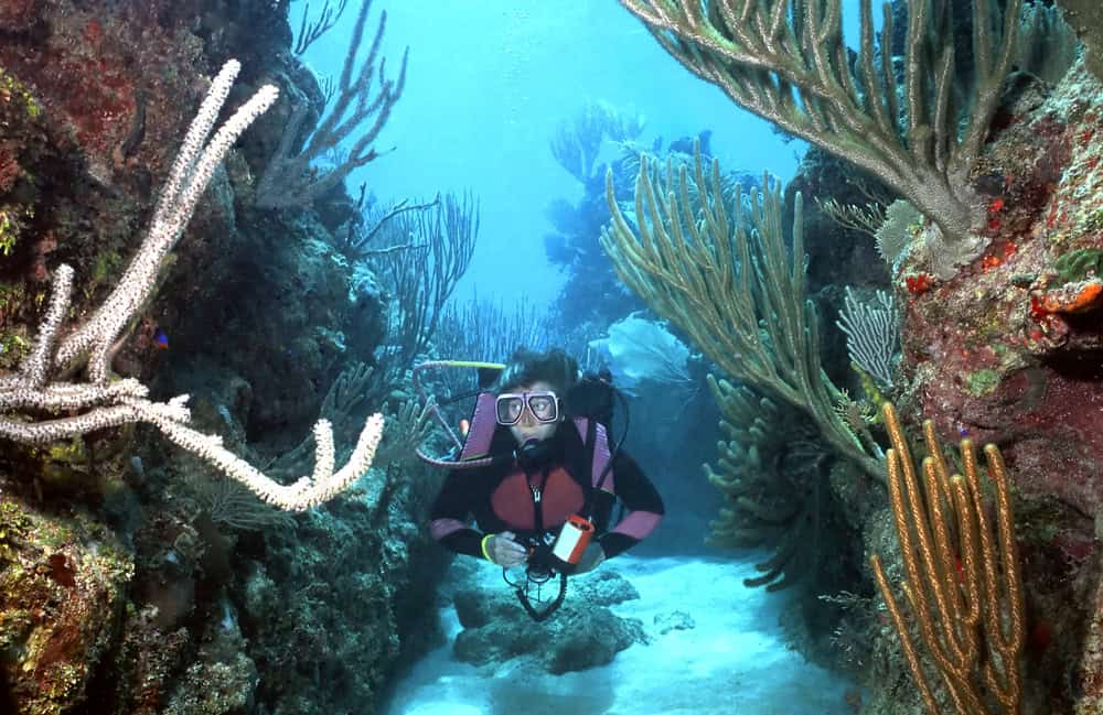 Roatan, Honduras: l'isola caraibica che incanta sopra e sotto il livello del mare 2 Roatan, Honduras: l’isola caraibica che incanta sopra e sotto il livello del mare