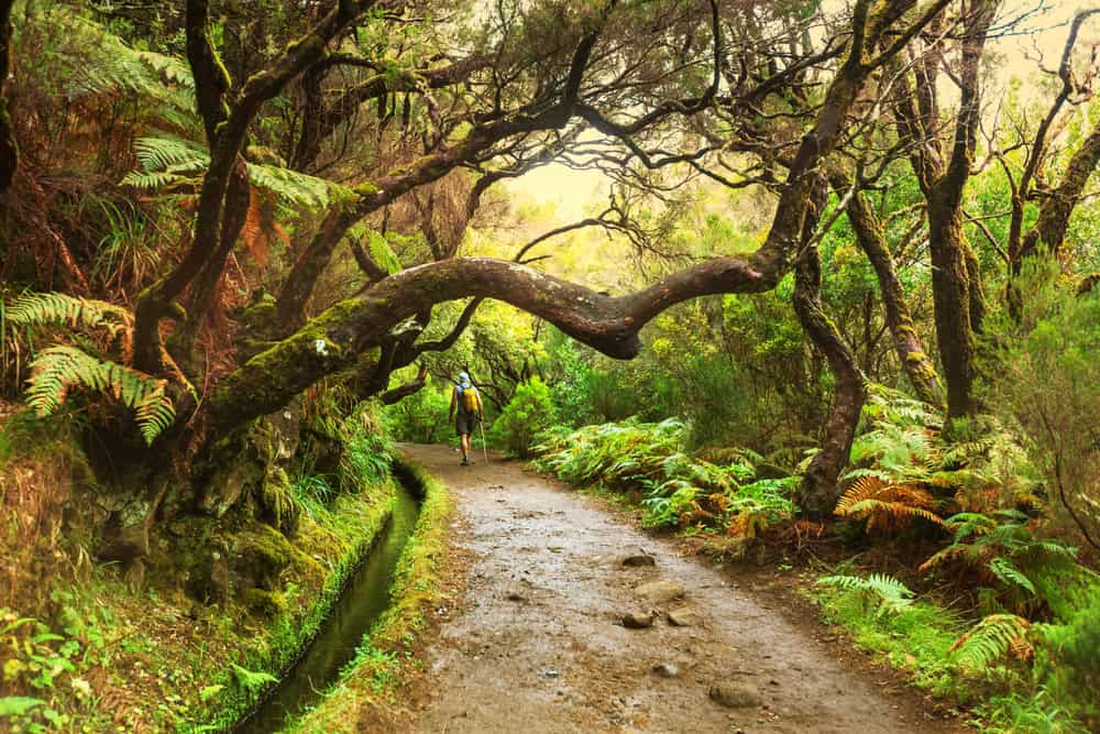 Dall’immensità dell’Oceano alla Foresta Incantata di Madeira, esplorazione sensoriale senza paragoni 3 shutterstock 157472996