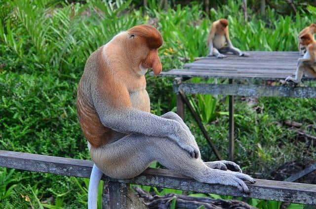 Borneo: viaggio nell’isola incantata della Malesia, dove la natura sussurra segreti millenari 32 Borneo: viaggio nell’isola incantata della Malesia, dove la natura sussurra segreti millenari