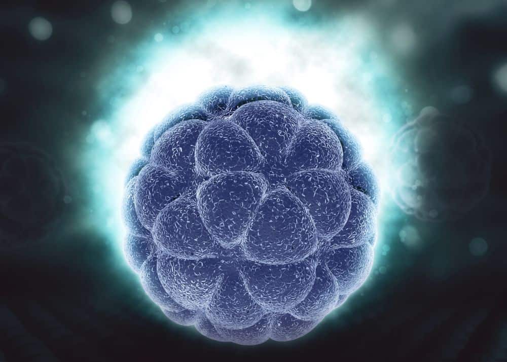 Bio-imaging: i nuovi coloranti mutanti aprono nuove strade nella medicina e biologia 2 wapt image post 641