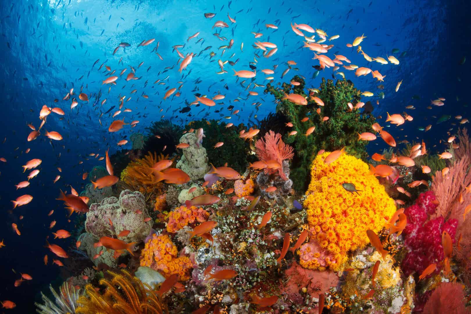 Arcipelago di Raja Ampat: la sfida di conservare una biodiversità unica