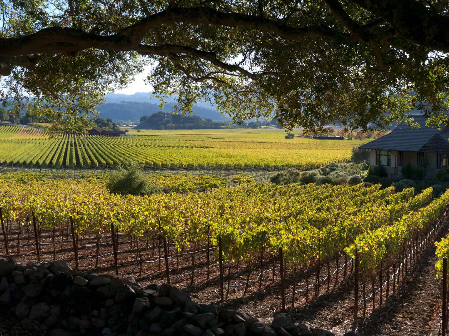 Napa Valley: Il cuore vinicolo degli Stati Uniti e la sua tradizione 25 Napa Valley: Il cuore vinicolo degli Stati Uniti e la sua tradizione