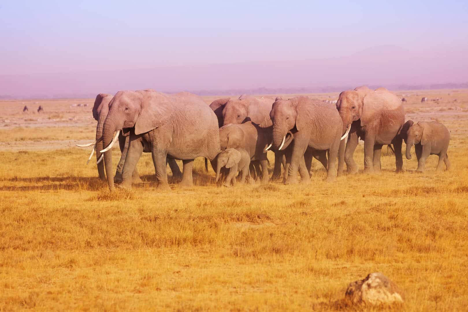 Maasai Mara in Kenya: un tesoro naturale fra savana e biodiversità 23 Maasai Mara in Kenya: un tesoro naturale fra savana e biodiversità