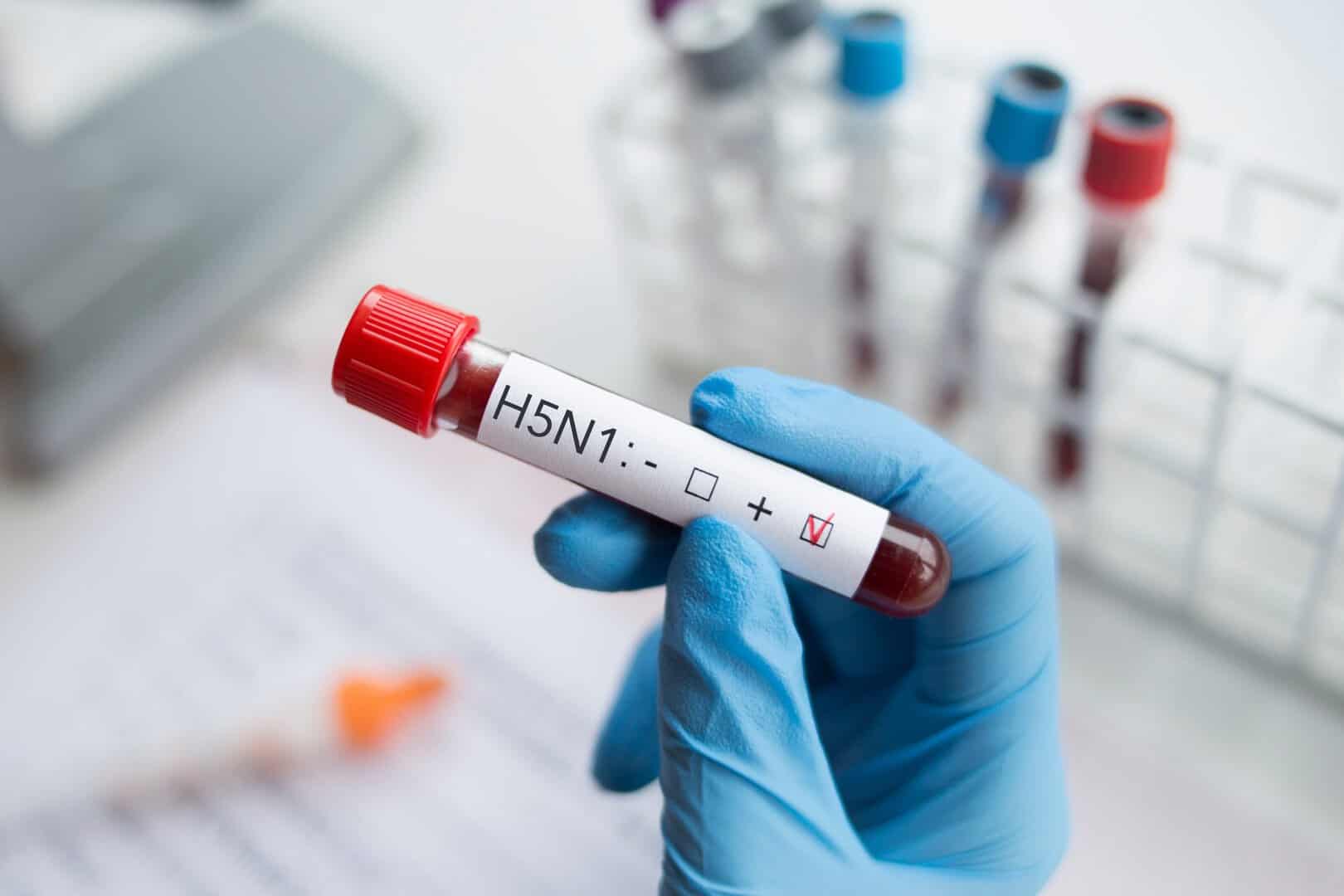 Il pericolo dell’H5N1 nei suini potrebbe facilitare il contagio agli umani