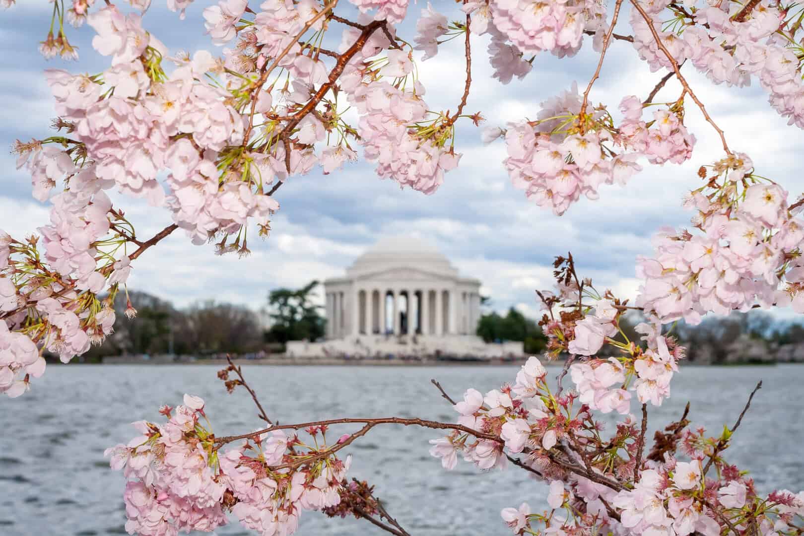 Washington D.C. in primavera: la meraviglia della fioritura dei ciliegi 22 Washington D.C. in primavera: la meraviglia della fioritura dei ciliegi