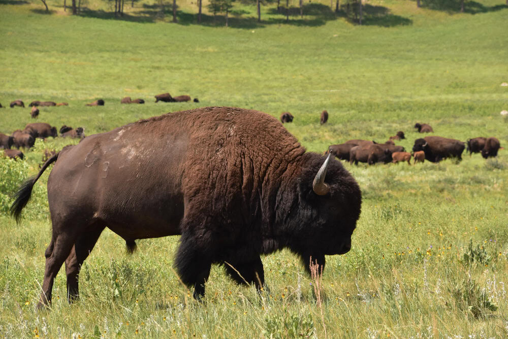 Le tribù nomadi delle grandi praterie. Caccia ai bisonti 5 Le tribù nomadi delle grandi praterie. Caccia ai bisonti