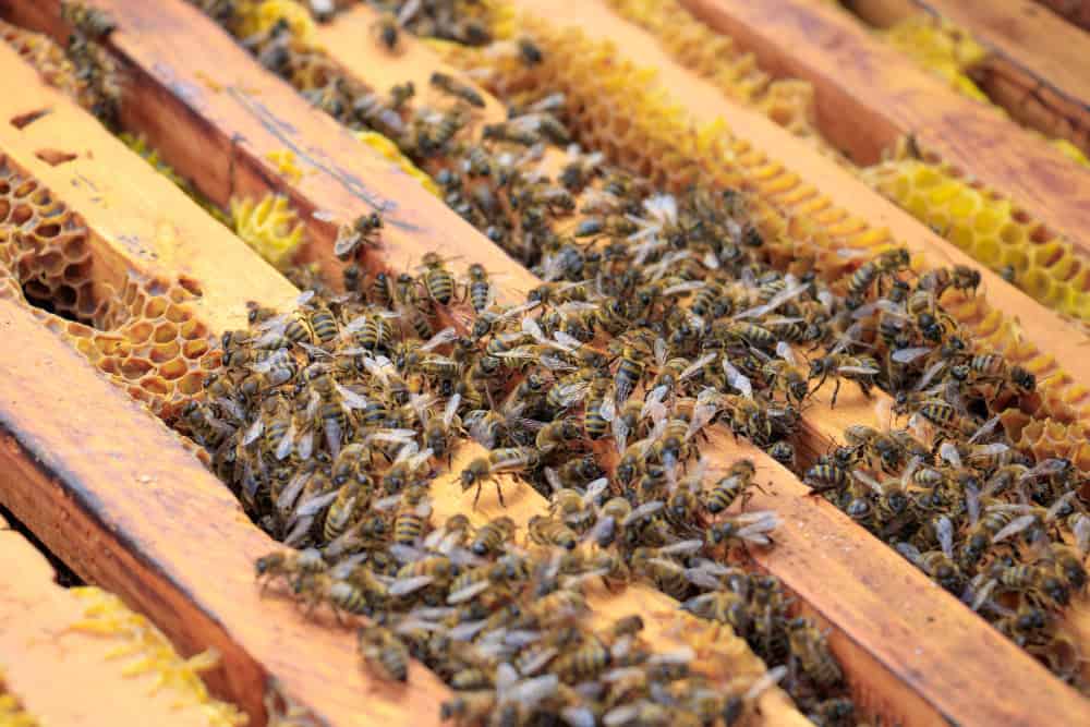 Apicoltura neozelandese in crisi: 10.000 alveari eliminati per un fungo 9 Apicoltura neozelandese in crisi: 10.000 alveari eliminati per un fungo