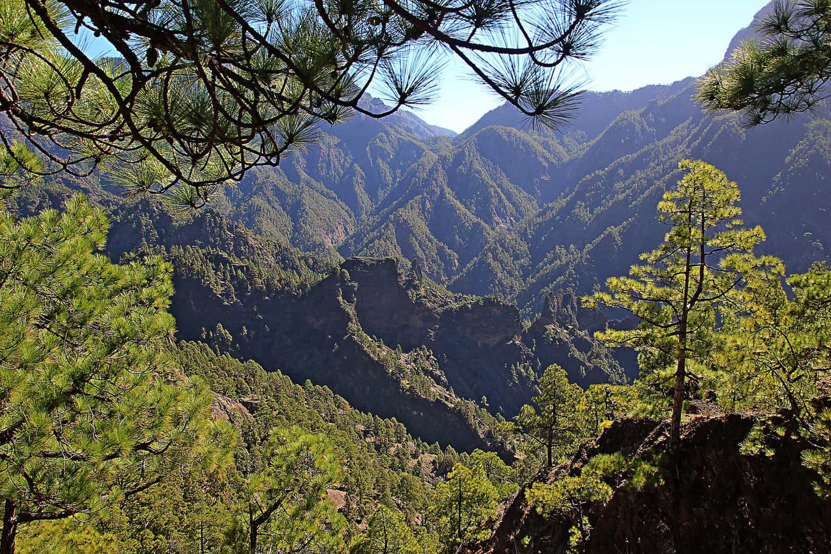 Viaggio a La Caldera de Taburiente: tra i Pini delle Canarie 16 Viaggio a La Caldera de Taburiente: tra i Pini delle Canarie