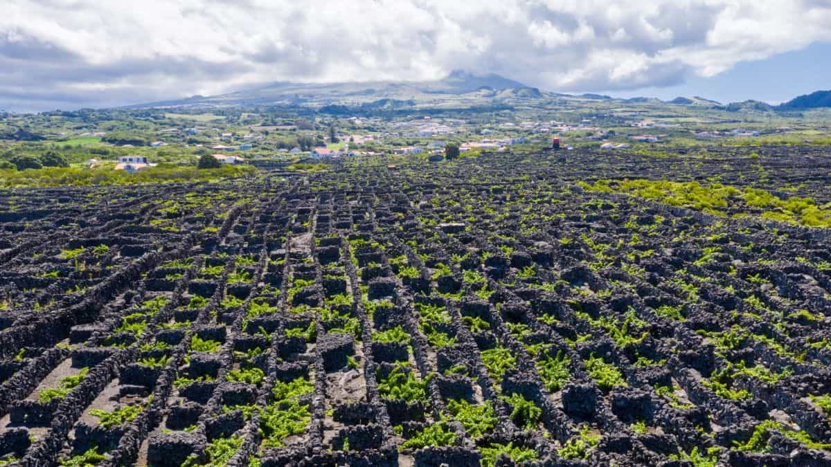 Viaggio tra i vigneti di Pico: un’esperienza vinicola indimenticabile 17 Viaggio tra i vigneti di Pico: un’esperienza vinicola indimenticabile