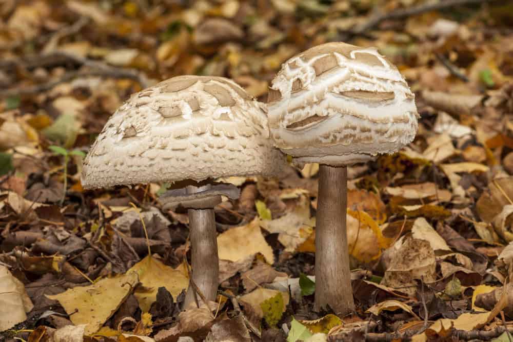 Il ruolo dei funghi nella riduzione degli effetti del cambiamento climatico 24 Il ruolo dei funghi nella riduzione degli effetti del cambiamento climatico