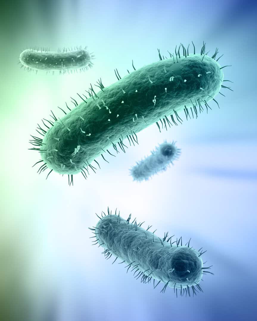Batteri super-resistenti: l’elenco aggiornato dei più pericolosi a livello globale 2 dreamstime m 22488508 scaled