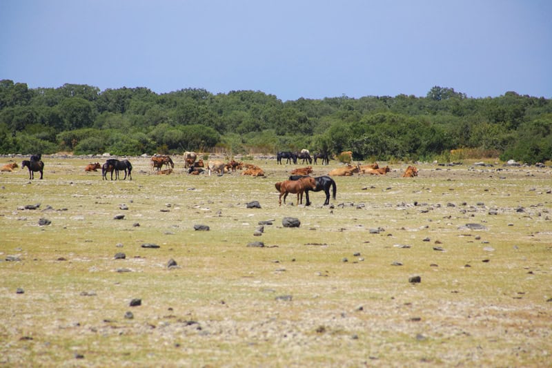 Viaggio a Giara di Gesturi e dei suoi segreti 28 Viaggio a Giara di Gesturi e dei suoi segreti