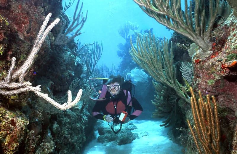 Viaggio nel paradiso subacqueo dei Caraibi a Roatán, Honduras