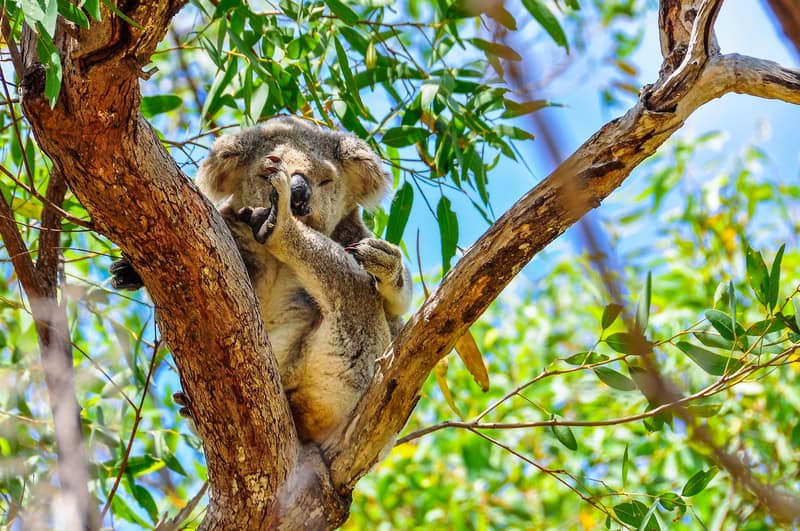 Turismo a Magnetic Island, Australia 12 Turismo a Magnetic Island, Australia