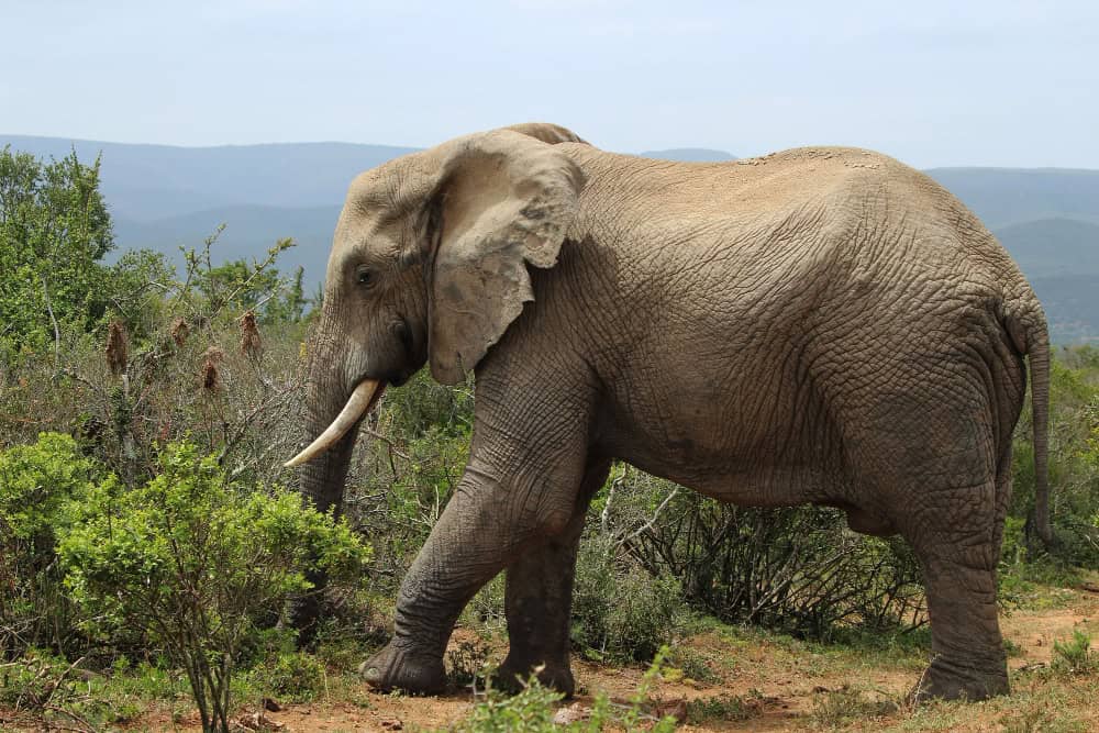 Viaggio in India tra i giganti della fauna: gli elefanti 23 Viaggio in India tra i giganti della fauna: gli elefanti