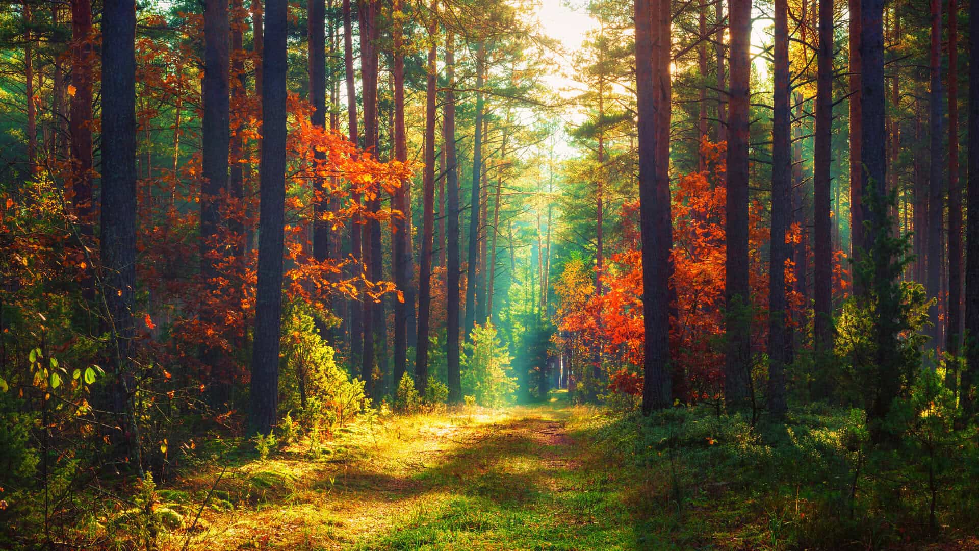 Esplorazione delle foreste antiche: nuove scoperte sorprendenti