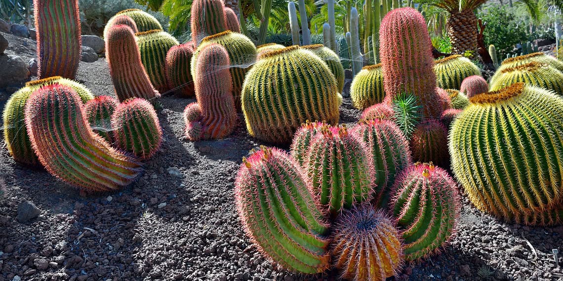 Viaggio a Gran Canaria nel più grande parco di cactus d'Europa 2 dreamstime m 40111308