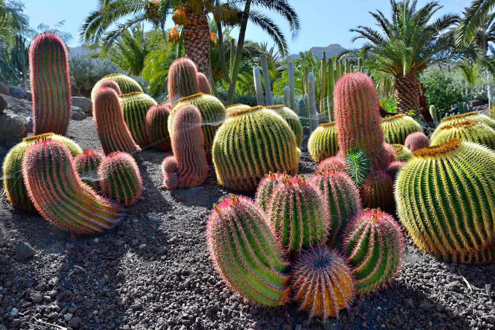 Viaggio a Gran Canaria nel più grande parco di cactus d'Europa 12 Viaggio a Gran Canaria nel più grande parco di cactus d’Europa