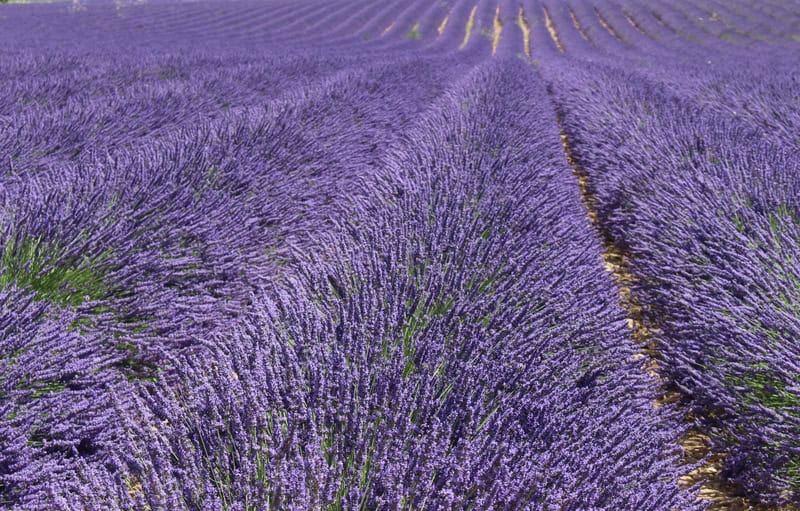 Viaggio tra le meraviglie della Provenza
