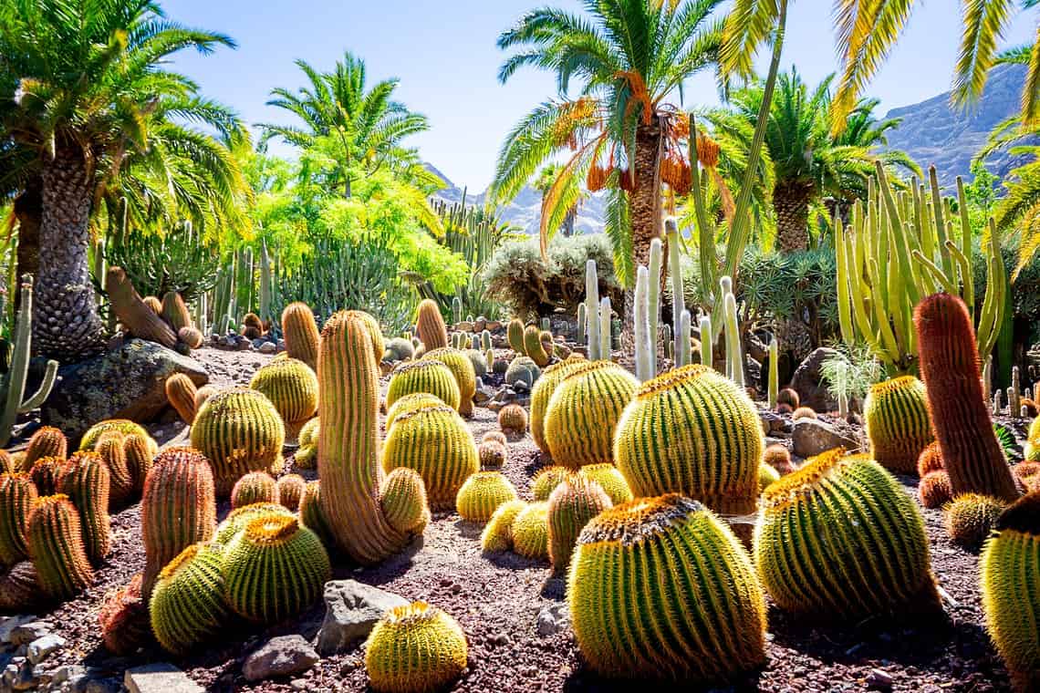 Viaggio a Gran Canaria nel più grande parco di cactus d'Europa 2 shutterstock 2440907311
