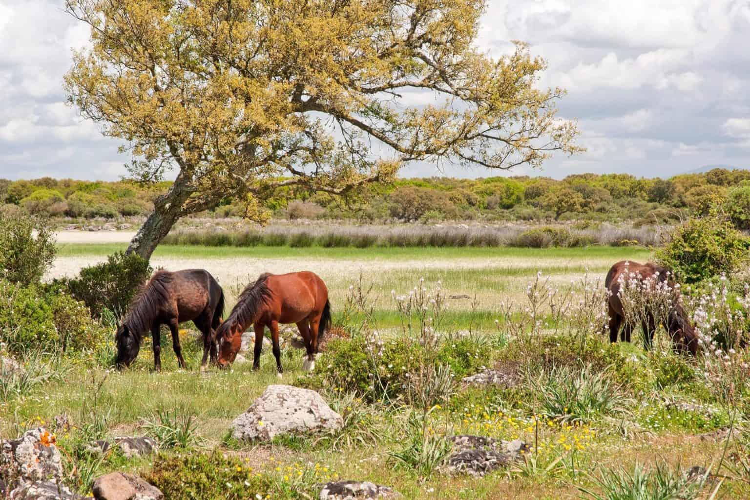 Escursione tra natura e storia sarda. Viaggio nella Giara di Gesturi 12 Escursione tra natura e storia sarda. Viaggio nella Giara di Gesturi