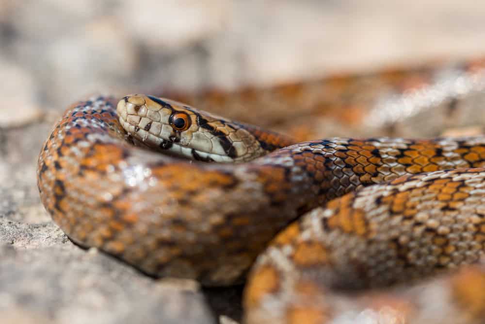 In Cina scoperta una vipera velenosa di specie nuova 3 In Cina scoperta una vipera velenosa di specie nuova