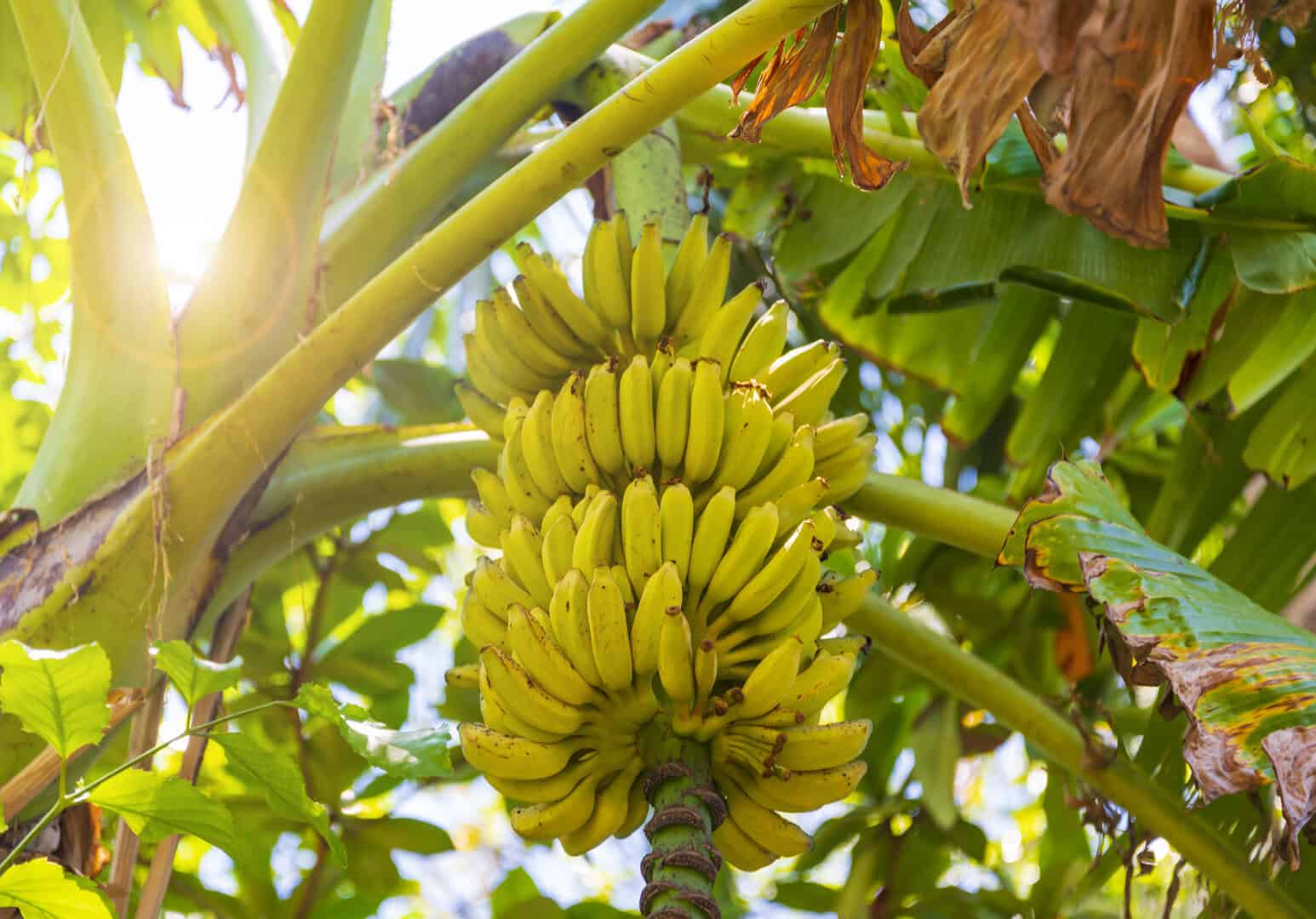 SICILIA, conversione verso un'agricoltura dei TROPICI. Il clima è cambiato 25 SICILIA, conversione verso un’agricoltura dei TROPICI. Il clima è cambiato