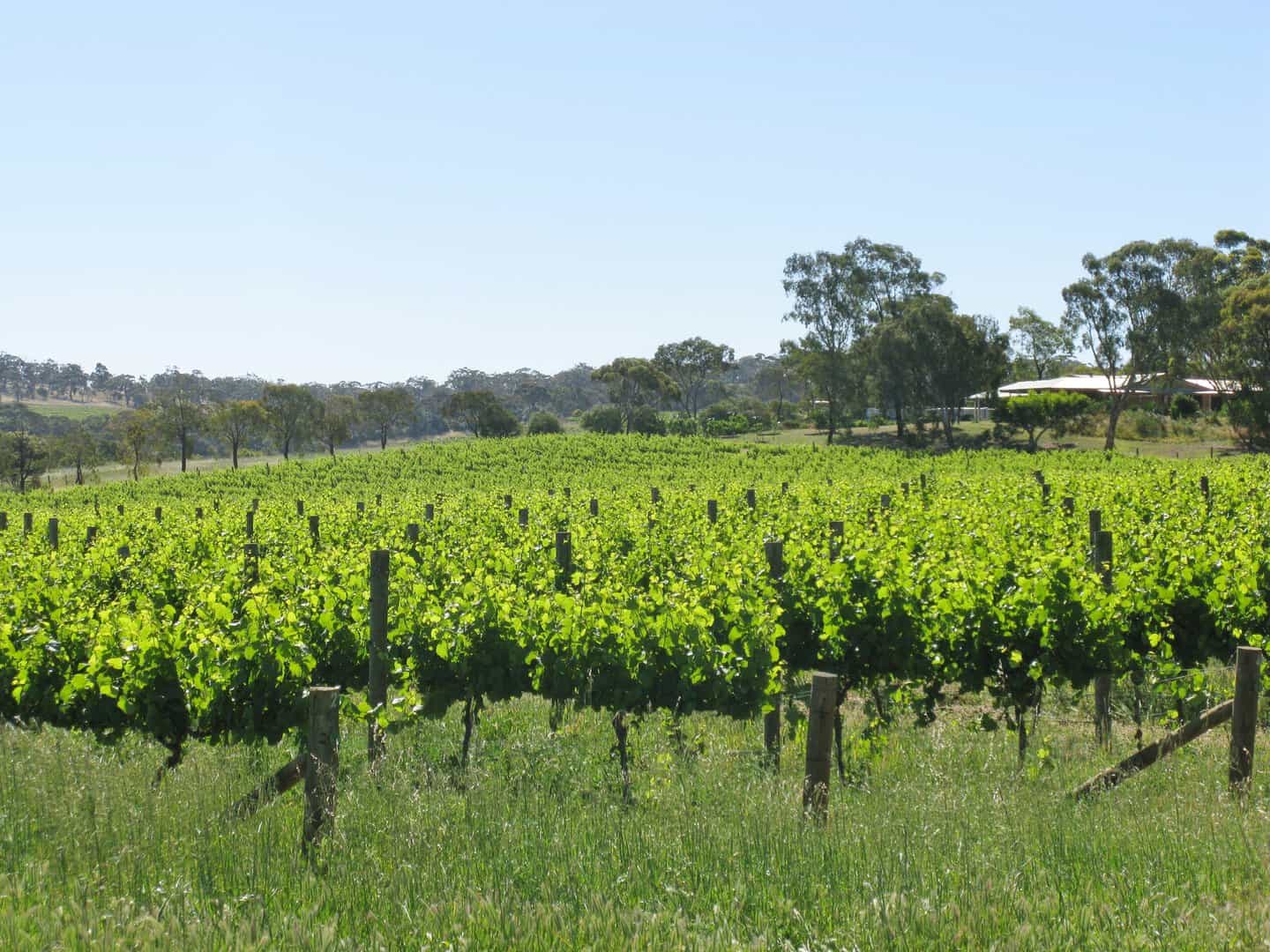 Esplorazione dei vigneti e borghi incantevoli irlandesi. Viaggio nel Clare 1 Esplorazione dei vigneti e borghi incantevoli irlandesi. Viaggio nel Clare