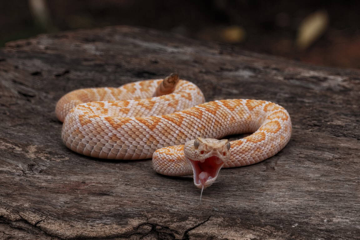 Durante una consegna Amazon viene morsa da un serpente velenoso