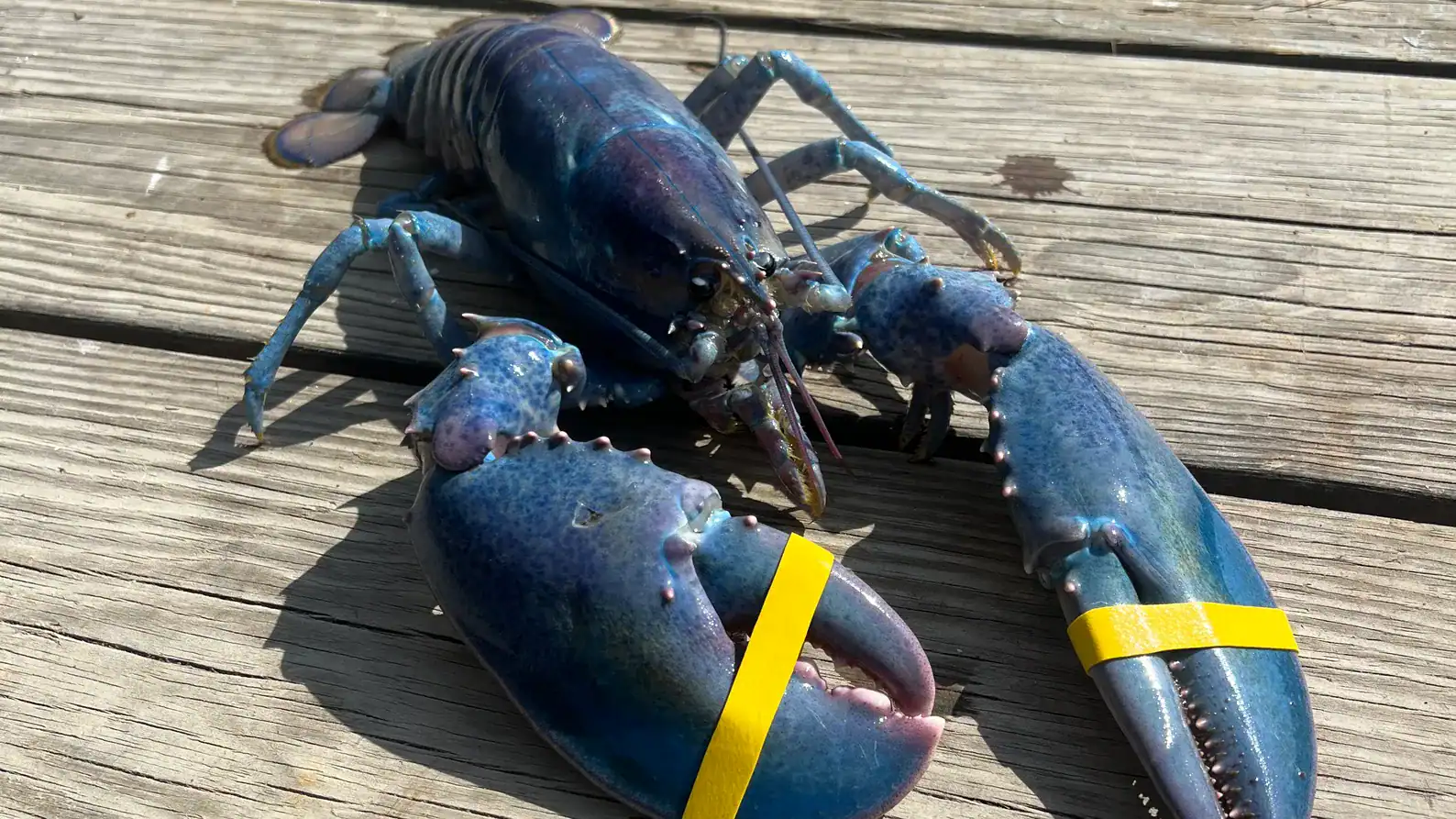 Pescata un’aragosta “zucchero filato”