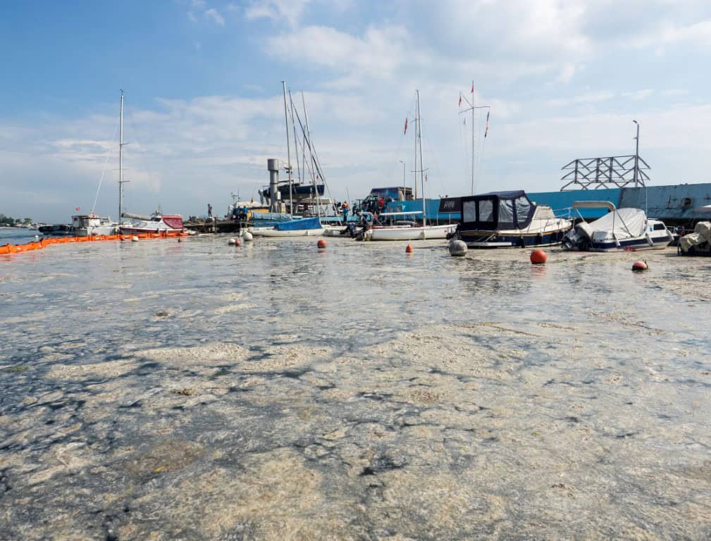 Adriatico troppo caldo. Dopo la mucillagine prolifera l’alga tossica