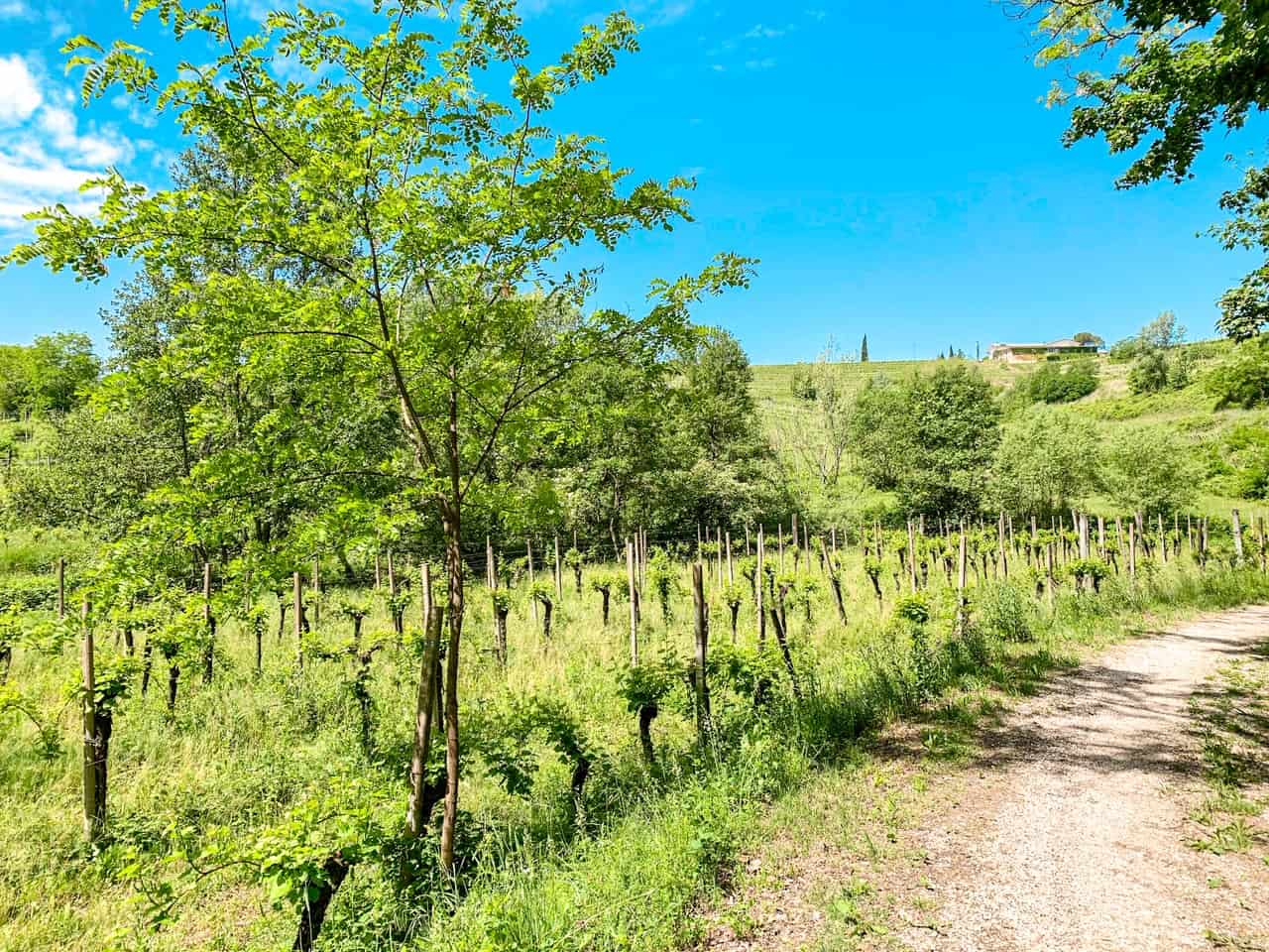 Itinerari e consigli per gli appassionati di natura nel Bosco Romagno 2 Itinerari e consigli per gli appassionati di natura nel Bosco Romagno