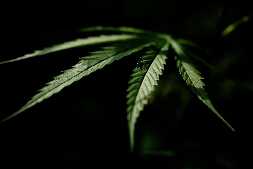 La firma sul DNA lasciata dalla cannabis ad alto THC