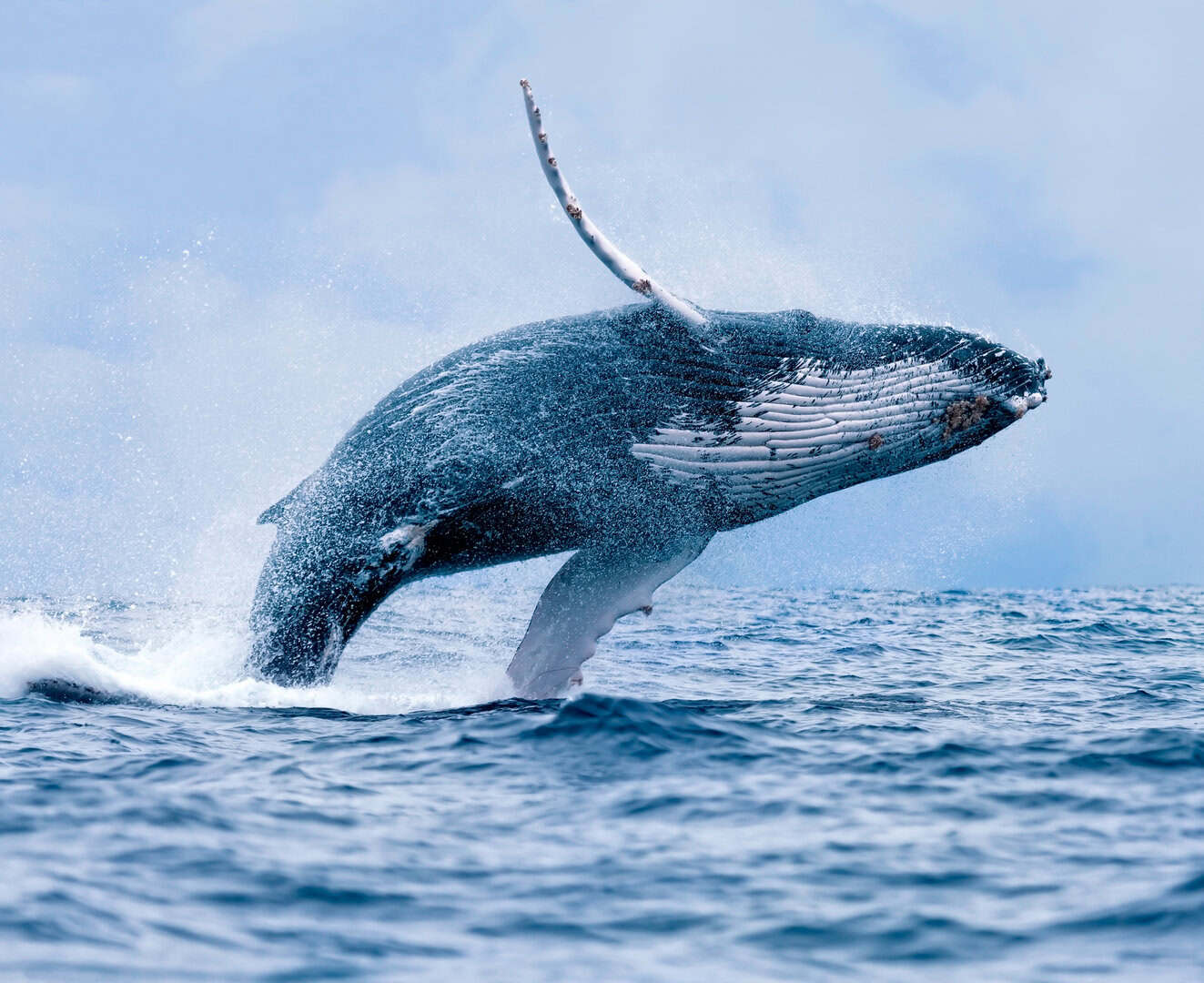 Un patrimonio unico al New Bedford Whaling Museum: lo scheletro della balenottera KOBO e la fuoriuscita di olio