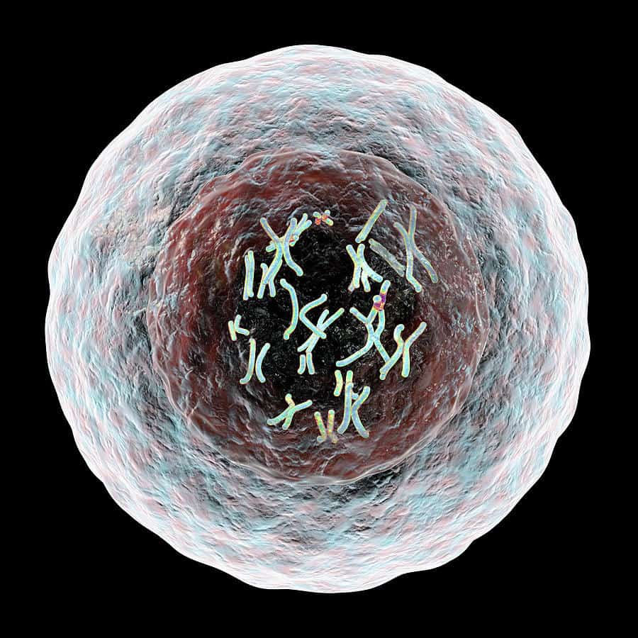 Decine di scoperte dall’atlante delle cellule umane 2 4 human cell with chromosomes kateryna konscience photo library