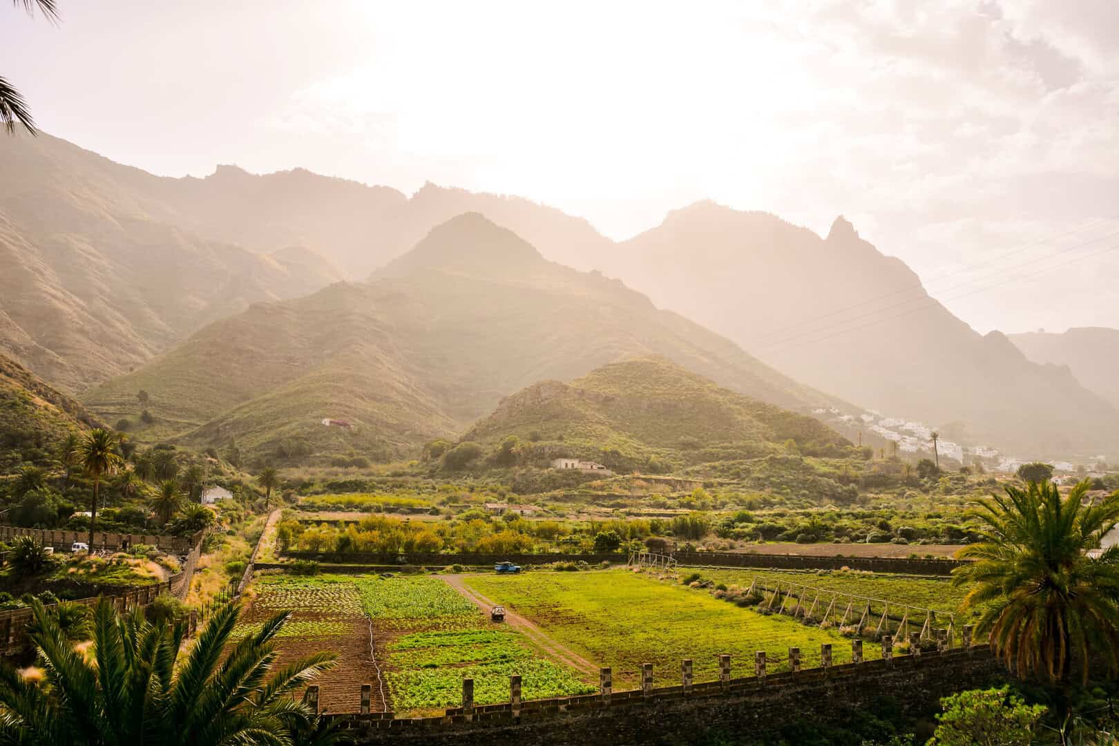 Natura e caffè unici a Gran Canaria. Turismo a Valle de Agaete 11 Natura e caffè unici a Gran Canaria. Turismo a Valle de Agaete