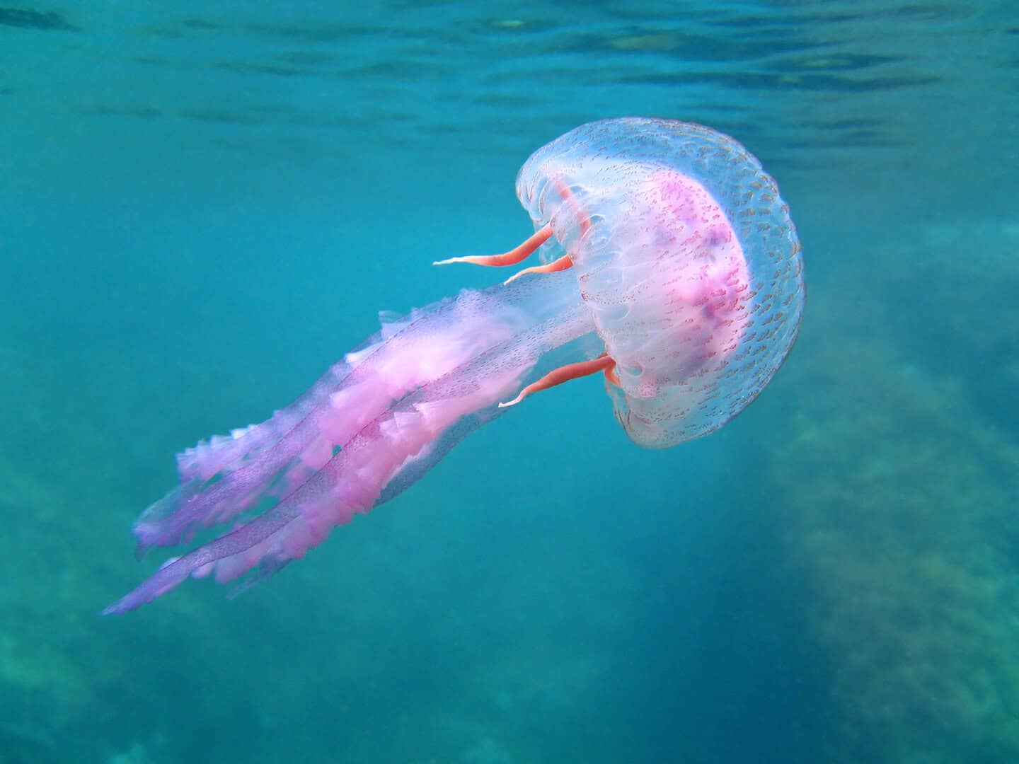 La fusione di due ctenofori in un unico individuo sorprende gli scienziati